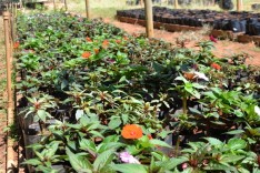 Prefeitura cria programa de distribuição  de mudas do Viveiro Municipal