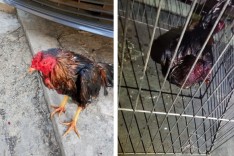 Policia de Meio Ambiente prende vários participantes e fecha rinha de galos em Barão de Cocais 