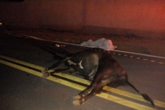 Rodoviários registram mais uma morte de motoqueiro que colidiu contra uma vaca solta em pista em São Domingos do Prata  