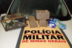 Grupo Tático Rodoviário (GTR)  apreende mais 13 pássaros na MG-129 em Itabira