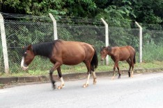 ANIMAIS SOLTOS EM VIAS, VAI SER PRECISO MATAR ALGUÉM PARA RESOLVER ESSE PROBLEMA?