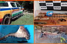 PM de Meio Ambiente apreende armas, munições, pássaros e parte de caça na região de Itabira  