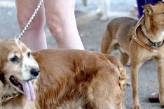 Mais de 50 cães podem ter morrido depois de comer petisco