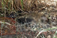 Durante capina no cemitério da Paz funcionaria da Itaurb encontra corpo em decomposição