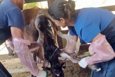 Agricultura já realizou quase 500 atendimentos veterinários em propriedades rurais em 2022