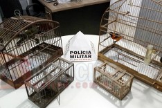 Grupo Tático Rodoviário (GTR) apreende mais pássaros da fauna silvestre na MG-129 em Itabira 