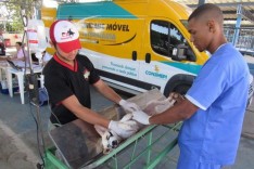 Castração gratuita de animais em Itabira começa na próxima semana