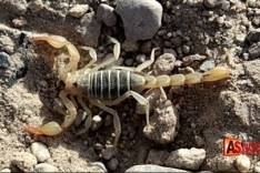 Picadas de escorpião: conheça os sintomas, ações de emergência e prevenção