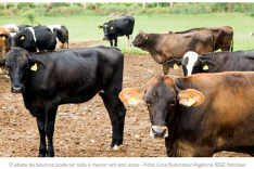 Abate de bovinos recua, mas de suínos e frangos cresce no primeiro trimestre