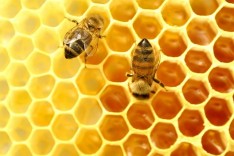 Polinizadores naturais, abelhas sao fundamentais para a agricultura e correm risco com as mudancas climaticas