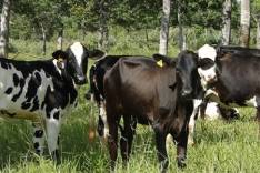 Epamig treina equipe de campo e investe em protocolo de práticas unificado para unidades produtoras de gado