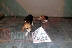 Polícia Militar prende autor de receptação e recupera cães furtados em Ferros 