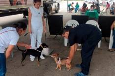 Sao Goncalo faz cadastro para castracao de caes e gatos