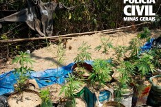Polícia Civil apreende 40 pés de maconha em zona rural de Divinópolis