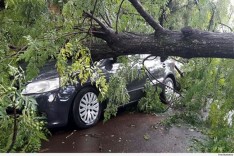 Município deve arcar com danos gerados por queda de árvore