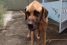 Mateus Leme: PCMG prende homem que deixou cão amarrado para morrer