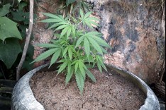 PM prende suspeito de trafico de droga com pé de maconha no bairro João XXIII 