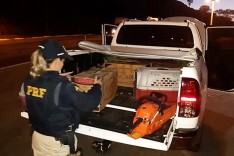 Crime ambiental: aves exóticas são apreendidas pela PRF em João Monlevade
