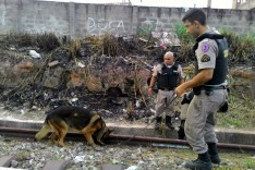 PM localiza e apreende maconha e pedras de crack no bairro Juca Rosa 