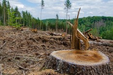 Agricultores são condenados por extrair lenha para carvão