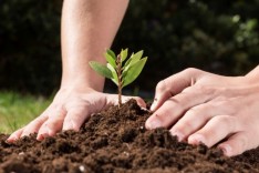 Cidade Viva – Prefeitura plantará árvores nativas no Canal da Praia