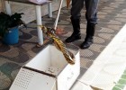 MILITARES DO 4° PELOTÃO DOS BOMBEIROS CAPTURAM SERPENTE EM PROPRIEDADE NO BARRO BRANCO