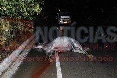 Animal solto em pista morre ao ser atropelado por caminhão na MG-129 próximo do Voo Livre em Itabira