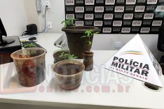 Homem é preso com sete pés de maconha dentro de seu quarto em Barão de Cocais