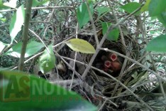 Moradores dos bairros Balsamos e Belvedere pedem pela preservação dos pássaros e animais da mata 